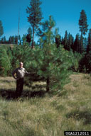 ponderosa pine (Pinus ponderosa)