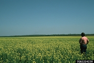 birdsrape mustard (Brassica rapa)