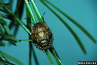 shieldbacked pine seed bug (Tetyra bipunctata)