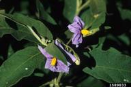 silverleaf nightshade (Solanum elaeagnifolium)