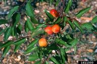 Chickasaw plum (Prunus angustifolia)
