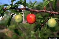 Chickasaw plum (Prunus angustifolia)