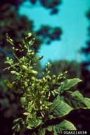 herbicides (general) ()