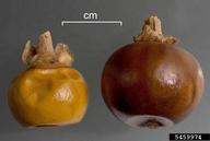 silverleaf nightshade (Solanum elaeagnifolium)