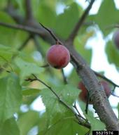 American plum (Prunus americana)