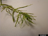 green algae (Chara spp.)