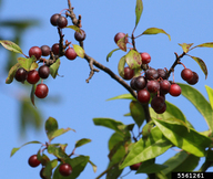 American plum (Prunus americana)